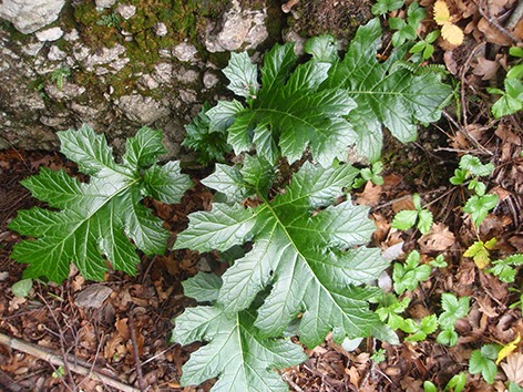 Planta joven de acanto