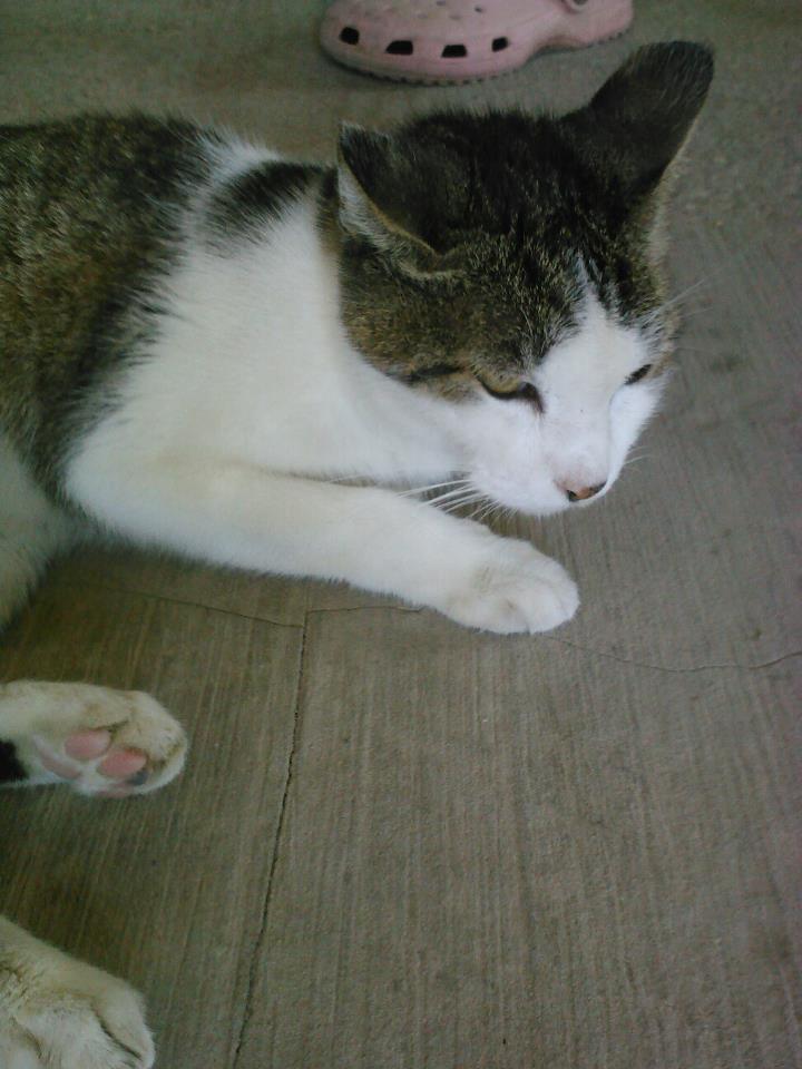 Adopt a Feral Cat for Your Barn Pawsitively Pets