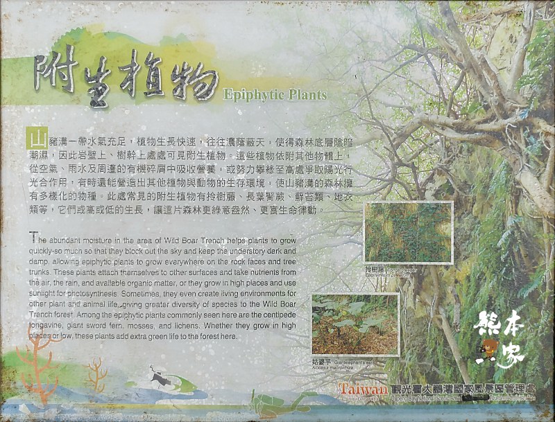 小琉球山豬溝生態步道-彷如阿凡達中身處潘朵拉星上的納美人禁地