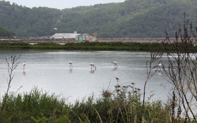qué-ver-en-Ibiza Salinas de Ibiza. Flamencos en las salinas de Ibiza