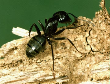 hormiga carpintera negra Camponotus pennsylvanicus