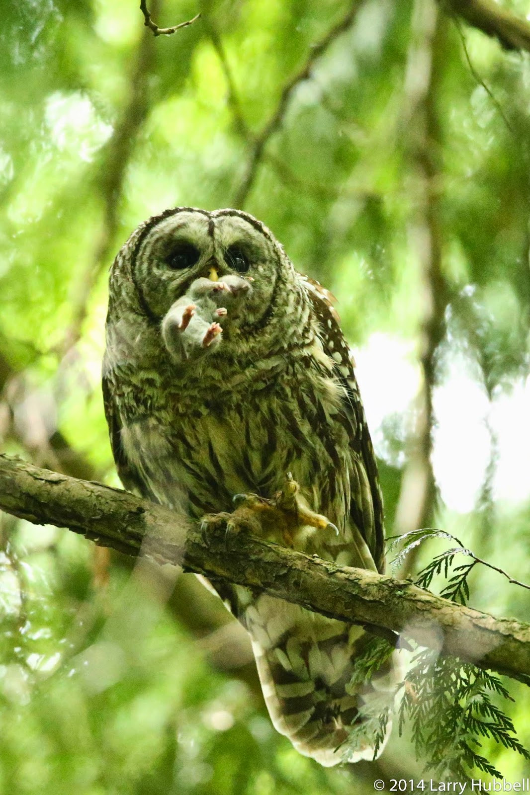 Union Bay Watch The Graduates From Woodpeckers To Owls