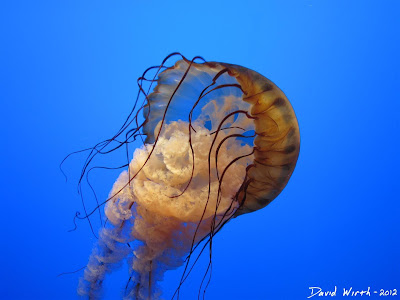 jellyfish jellyfish