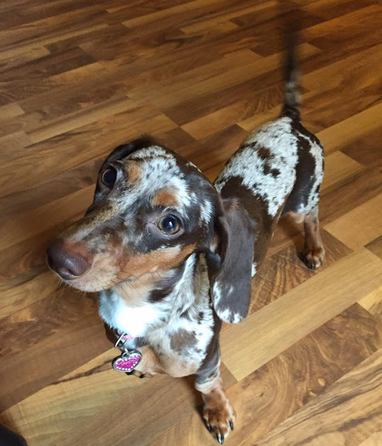 Σκυλοπερπατήματα "Dog Walking Services" Pet sitting Dog walking in