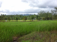 Tinggal di Pedesaan dan Inilah Beberapa Tips Cara Memanfaatkan Tanah Kosong di Pinggiran Sawah Tinggal di Pedesaan dan Inilah Beberapa Tips Cara Memanfaatkan Tanah Kosong di Pinggiran Sawah