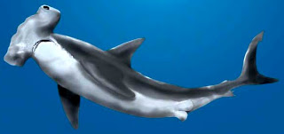 Pez Martillo o Tiburón Martillo Foto del tiburón Martillo de perfil