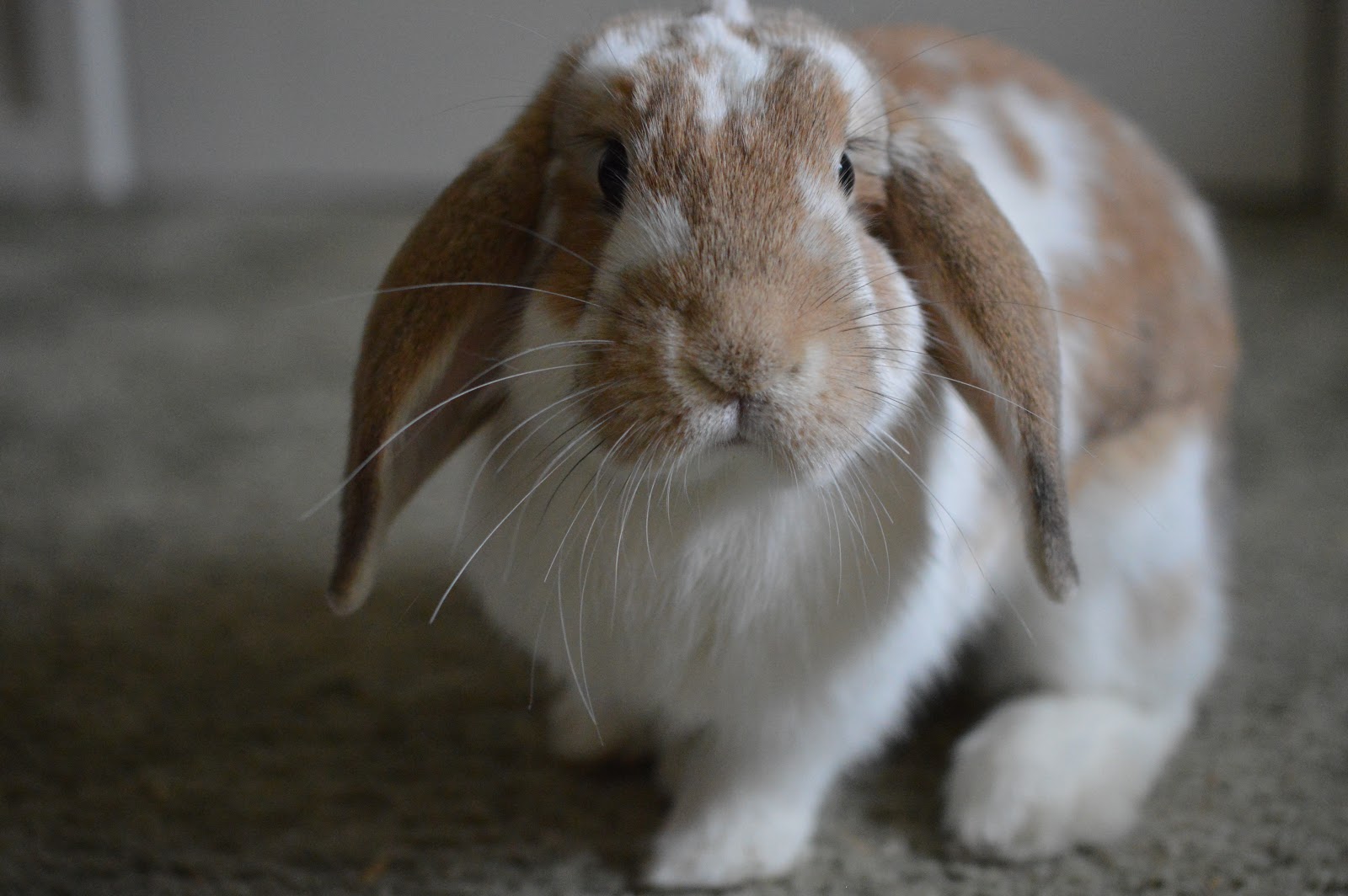Camera Shy Rabbits Free range rabbits (almost)