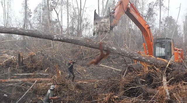 Heartbreaking Footage of Orangutan Trying to Fight off Excavator that is Destroying his Home