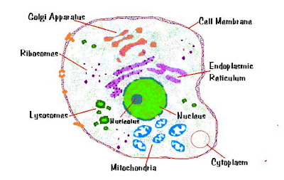 Biology Journal: ANIMAL CELL (SECONDARY SCHOOL STYLE)