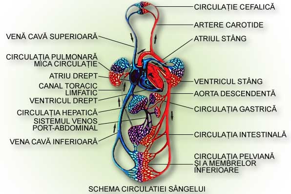 diagrama circuitelor de venele venelor