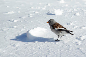 Gorrión alpino (Montifringilia nivalis). Acostumbrado a la nieve y a las condiciones duras de las altas cumbres.