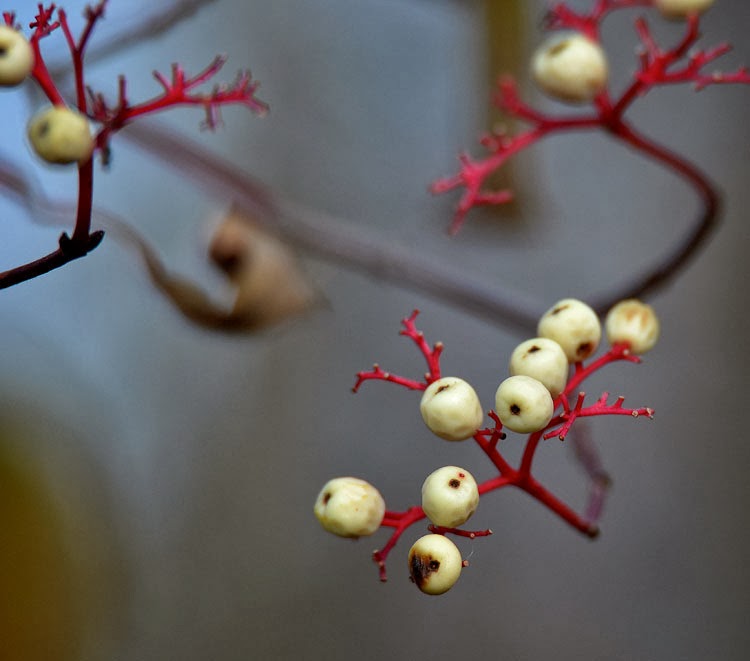 Gray Dogwood berries are creamy white on red fruit stalks.