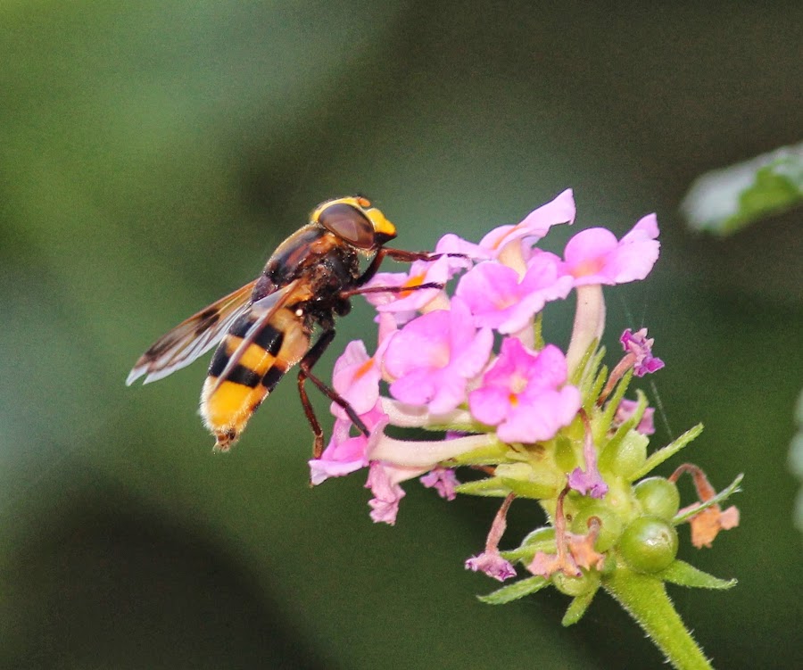 VOLUCELLA ZONARIA