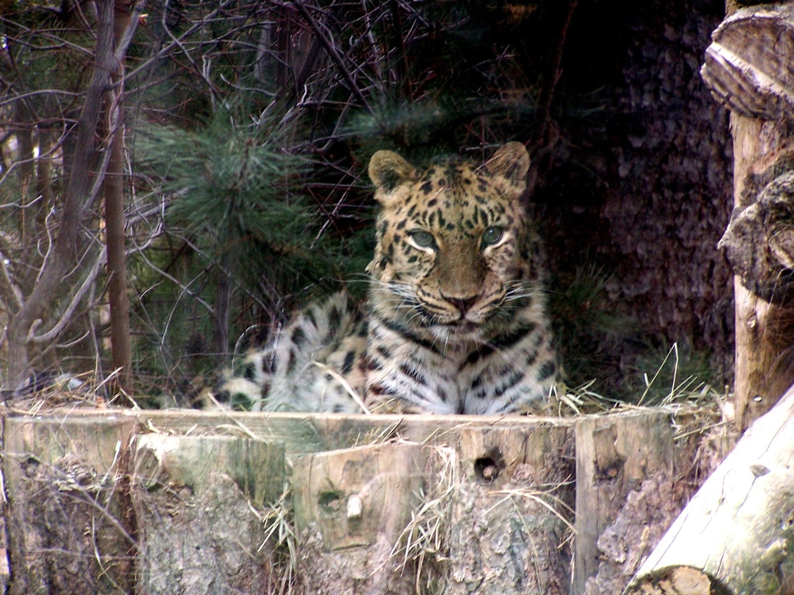 The Natural World: An Amur Leopard Upchucks