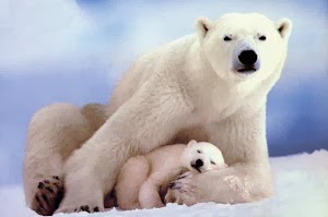 Tahun Baru 2014, Lahir 5.000 Beruang Kutub di Arktik