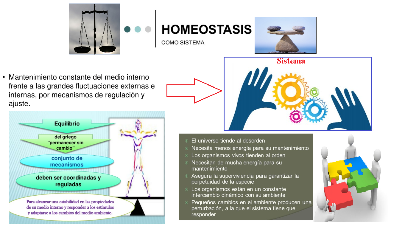 homeostasis griego