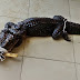 Congregation in Total Shock as a Live Alligator is Presented for Annual Harvest Thanksgiving in Warri (Photos)
