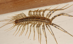centipede scary legs creepy many really centipedes humans gnomes sabah earth once know