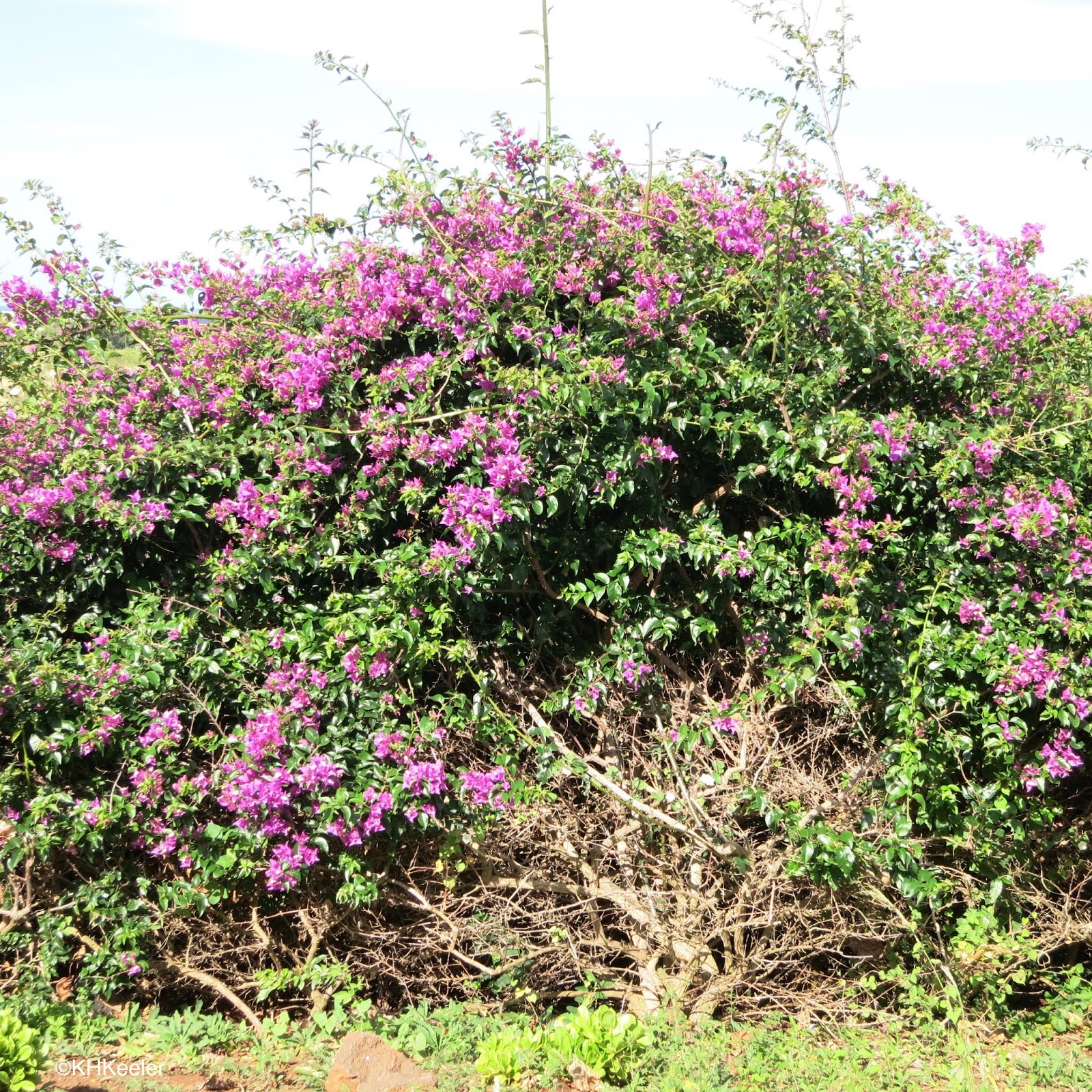 A Wandering Botanist Plant StoryBougainvillea, from Brazil to the World
