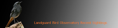 Landguard Bird Observatory Recent Sightings
