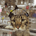Gifs de Gatos Engraçados!