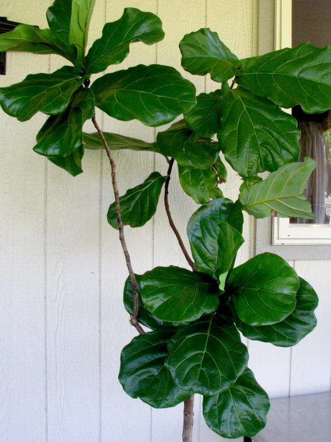 Life Love Larson Moving The Fiddle Leaf Fig Outdoors I Ve Read Stories Of People Moving Them Outside And Growing Several New Leaves Branches During That Time