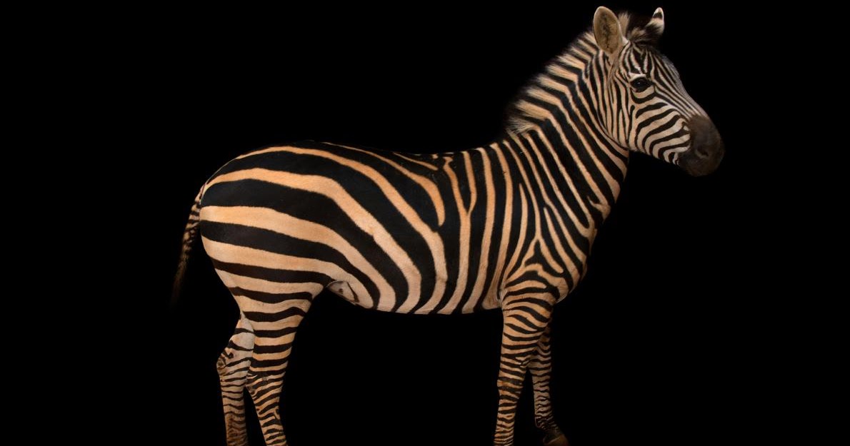 Do Zebras Have Stripes On Their Skin? What's under animals' hair and