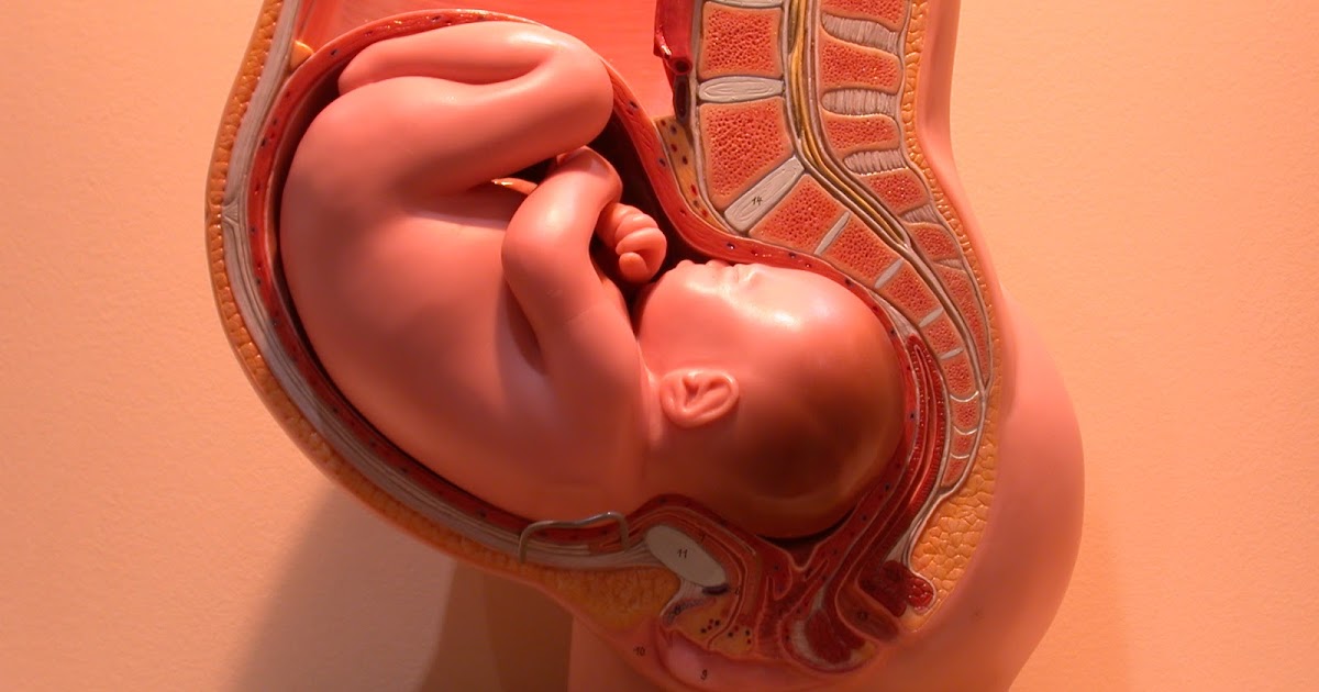 Расположение ребенка на 34 неделе. Расположение ребёнка в утробе матери. Тонус 34 неделя