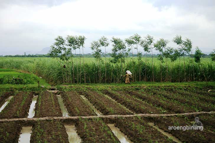 pemandangan dari argo anggrek semarang