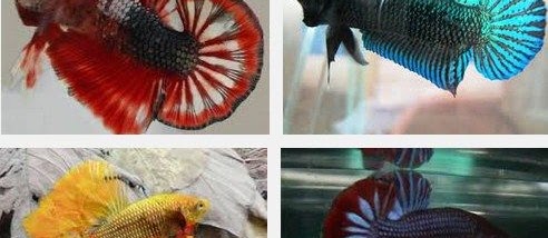 Cara Merawat Ikan Cupang Agar Ganas Serta Menang dalam Laga