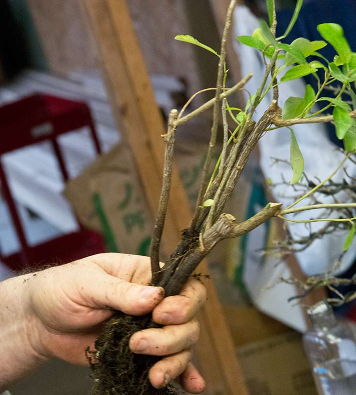 Walter Pall Bonsai Adventures Hank Miller starts a fused trunk ficus