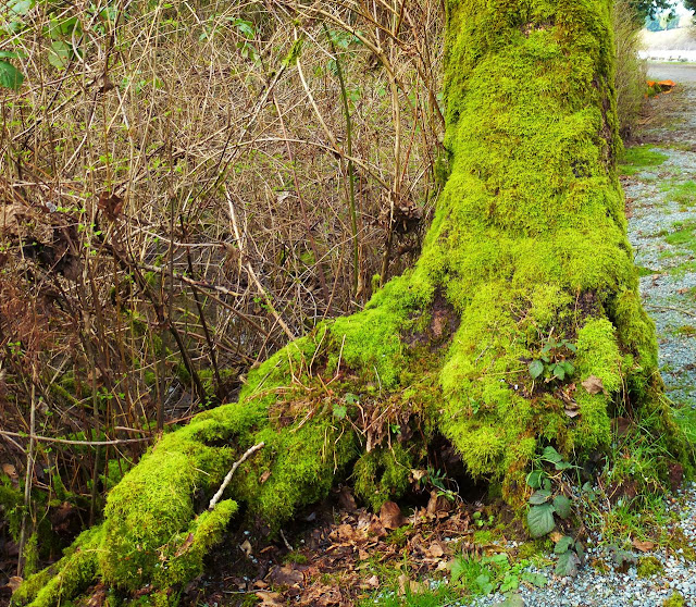 mossy trees - Derby's Reach, Langley, BC Canada