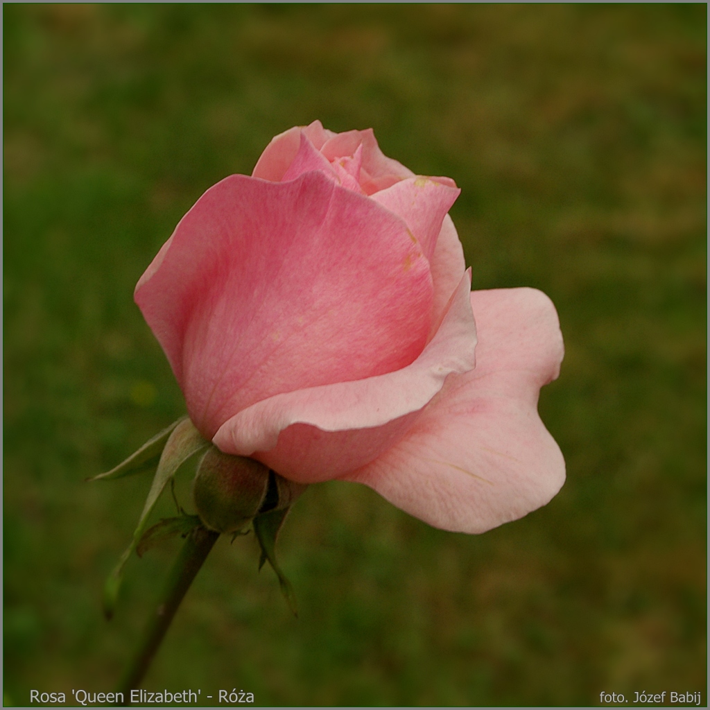 Plant Gallery - Encyklopedia Roślin: Rosa 'Queen Elizabeth' - Róża ...