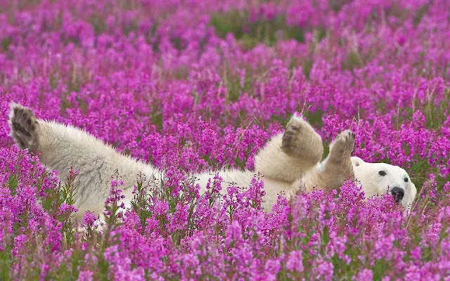 Witte ijsbeer tussen de roze bloemen