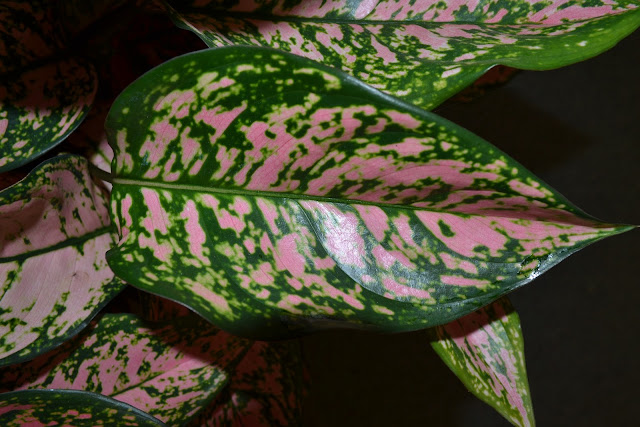 the outlaw gardener aglaonema cv grow lights for houseplants