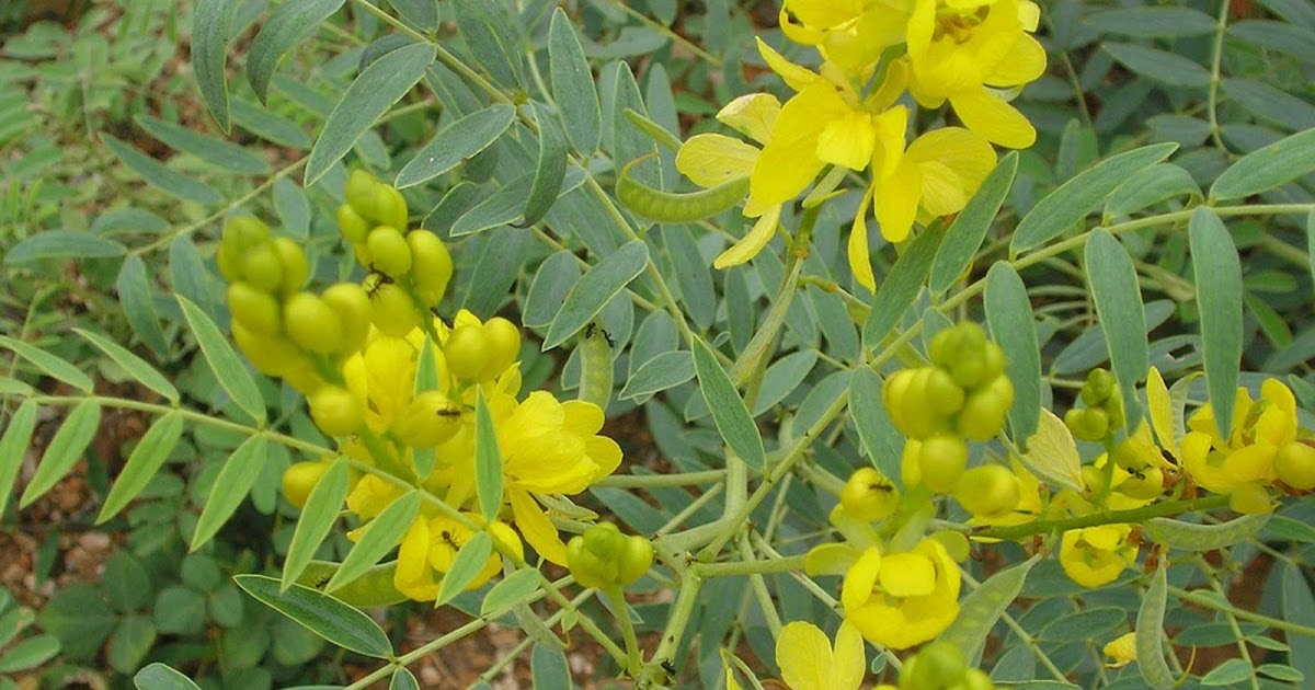 sinameki nedir ne işe yarar faydaları ve zararları