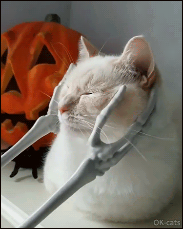Funny Cat GIF • Nothing better as a good massage by skeleton hands
