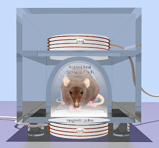 Repetitive transcranial magnetic stimulation (rTMS) is a technique for noninvasive stimulation of the adult brain. Stimulation is produced by generating a brief, high-intensity magnetic field by passing a brief electric current through a magnetic coil. Compared with the growing number of clinical trial with rTMS, there are surprisingly few animal studies on its basic mechanisms of action, constraining the ability to perform hypothesis-driven clinical studies.