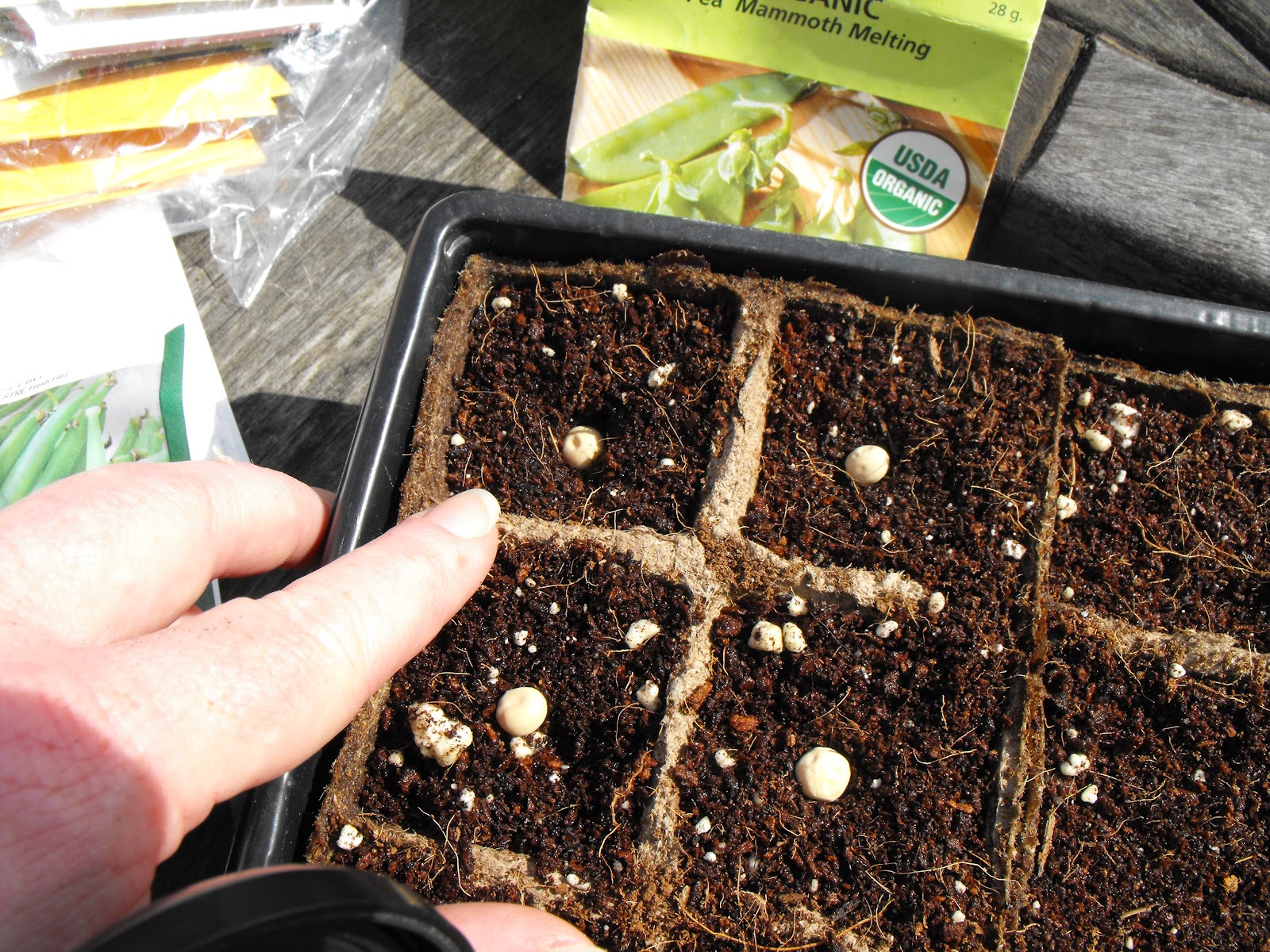 Starting your own bedding plants from seed