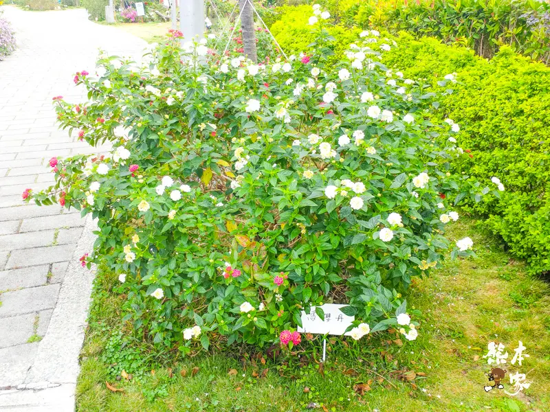 鶯歌永吉公園IG網美景點|炮仗花、櫻花齊登場還有3D立體彩繪步道