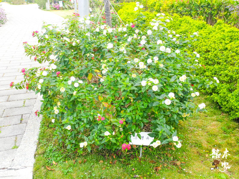 鶯歌永吉公園IG網美景點|炮仗花、櫻花齊登場還有3D立體彩繪步道