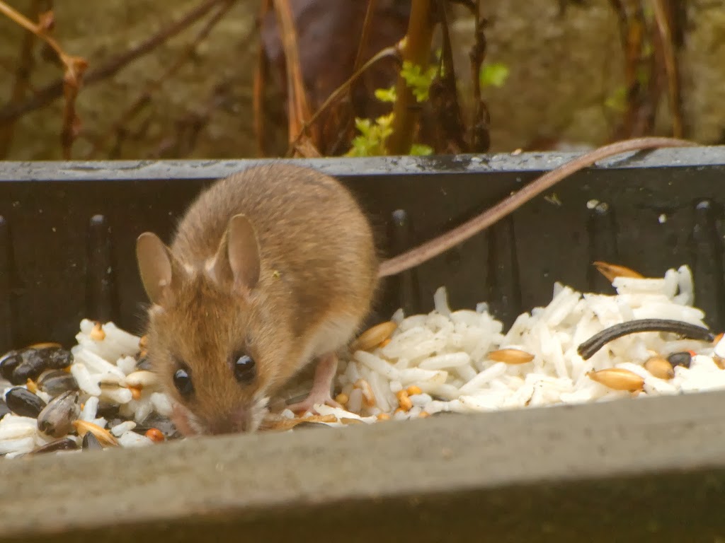 Species of UK Week 39 Wood Mouse (‘Apodemus sylvaticus’)