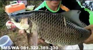 Essen Aroma Sereh Untuk Ikan Mas Babon Essen Aroma Sereh Untuk Ikan Mas Babon