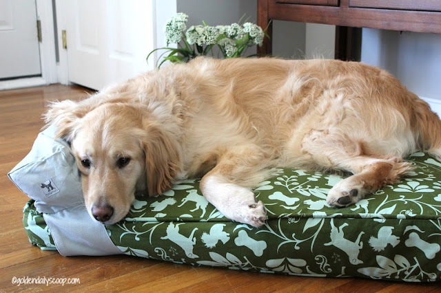 golden retriever sleeping on molly mutt dog bed