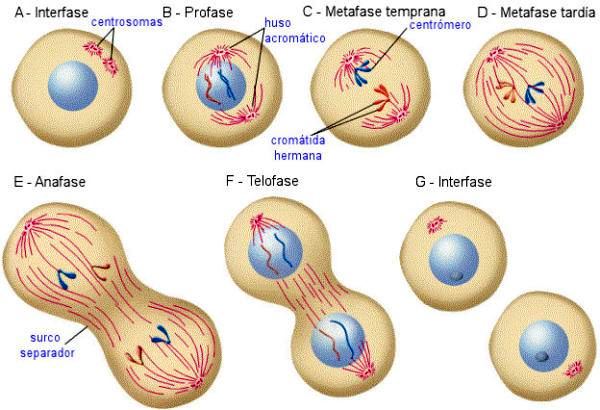 División celular mitosis