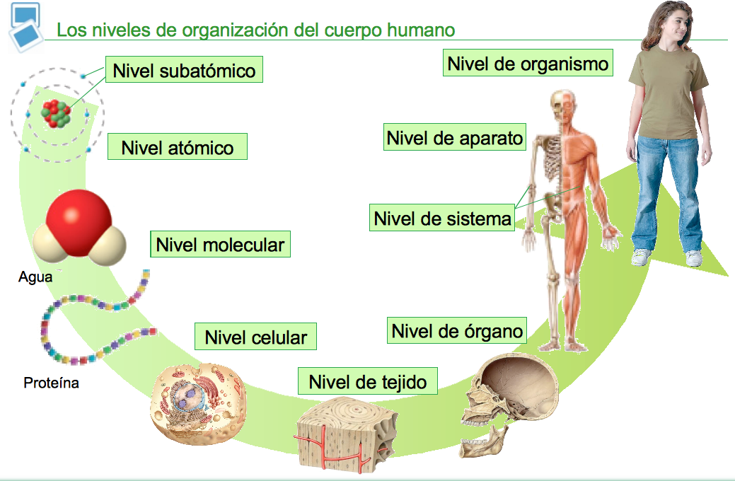 La Célula Características de los Seres Vivos La Célula Características de los Seres Vivos