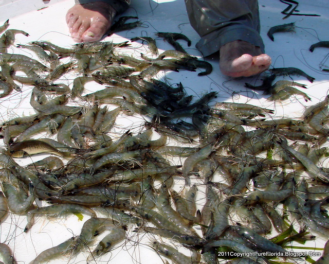 PURE FLORIDA Shrimping On The St. Johns River, Florida
