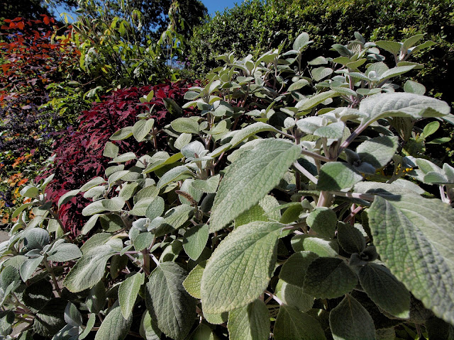 Leaves, Wide Angle, Central Park, Conservatory Garden