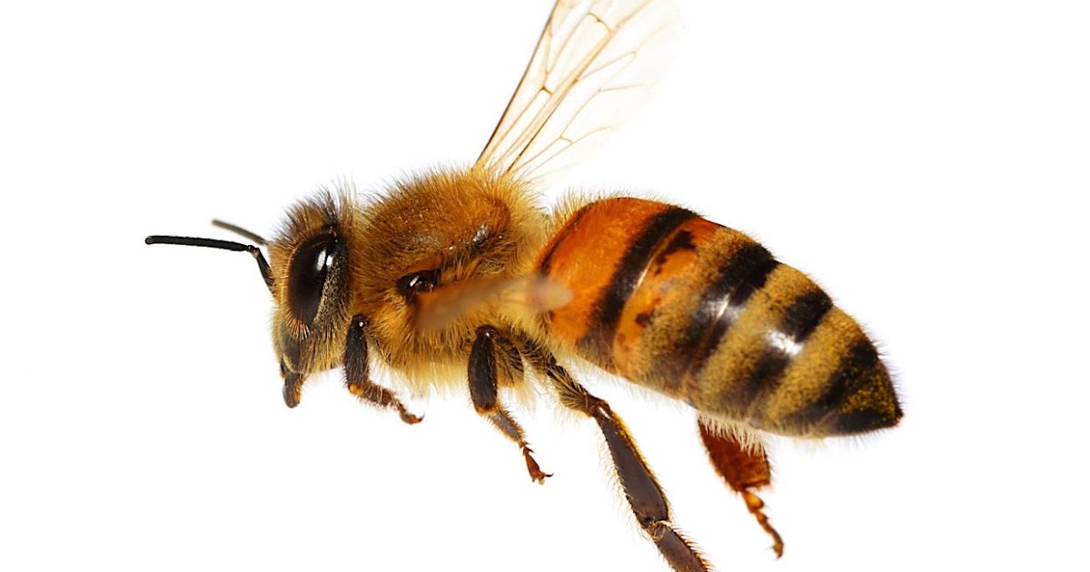 CORONA APICULTORES: LAS ABEJAS OBRERAS
