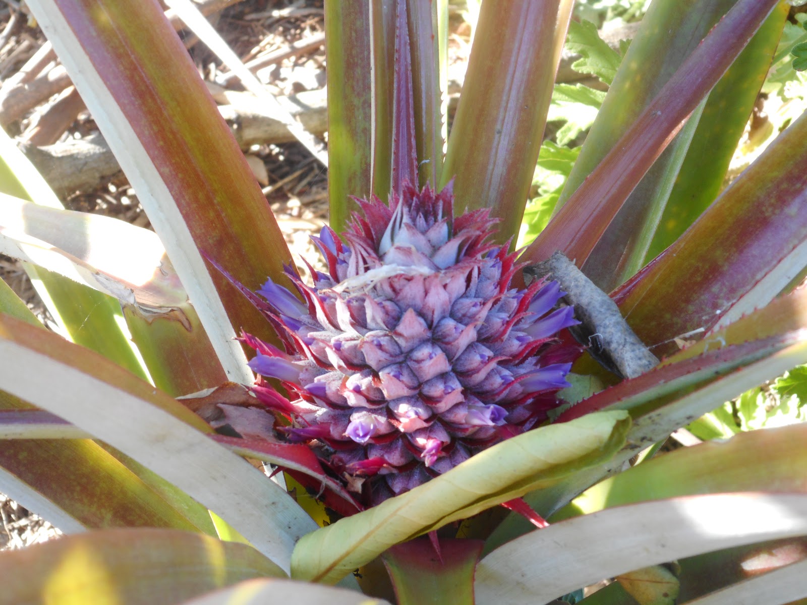 Gully Grove Pineapple flower